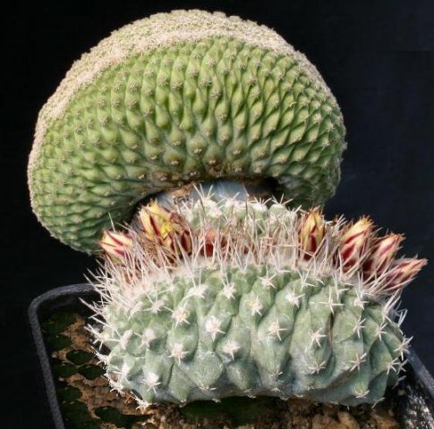Strombocactus_disciformis_cristata